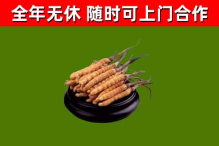 湖里区烟酒回收冬虫夏草.jpg